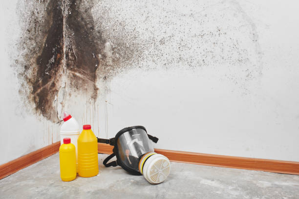 Best Crawl Space Mold Remediation in Shawnee Hills, OH