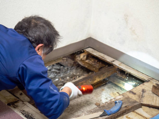 Best Mold Remediation for Schools in Shawnee Hills, OH