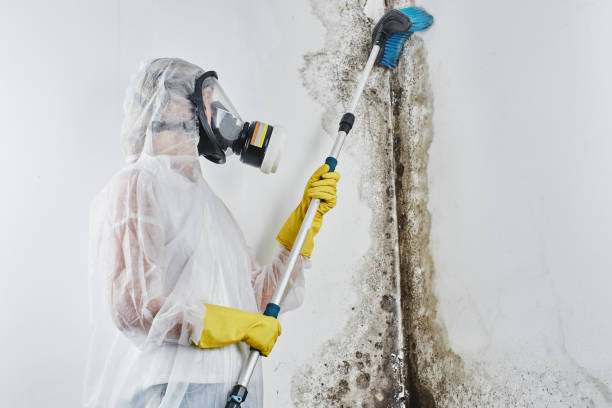Best Preventive Mold Services in Shawnee Hills, OH