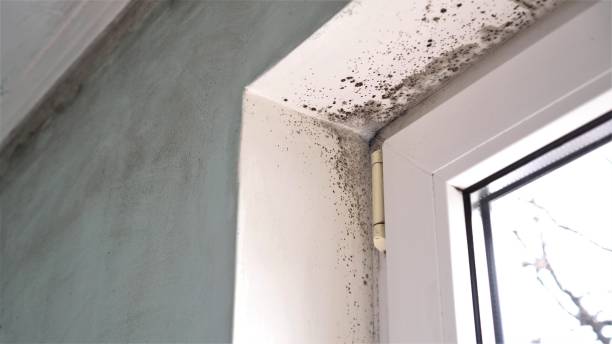 Best Bathroom Mold Remediation in Shawnee Hills, OH