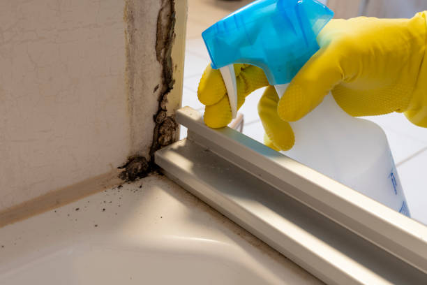 Best Residential Mold Remediation in Shawnee Hills, OH