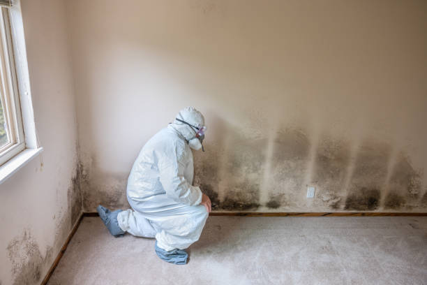 Best Localized Mold Remediation (e.g., coastal areas, humid climates) in Shawnee Hills, OH