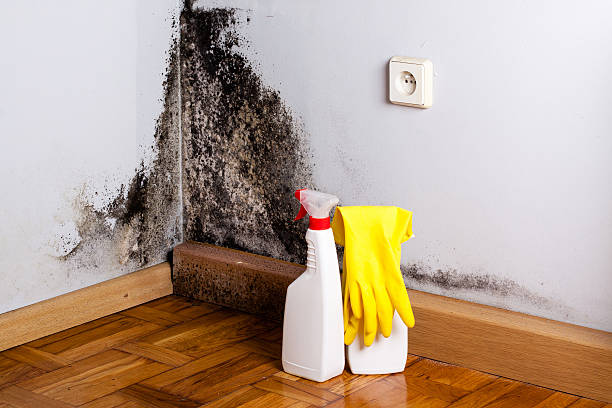 Best Emergency Mold Remediation in Shawnee Hills, OH