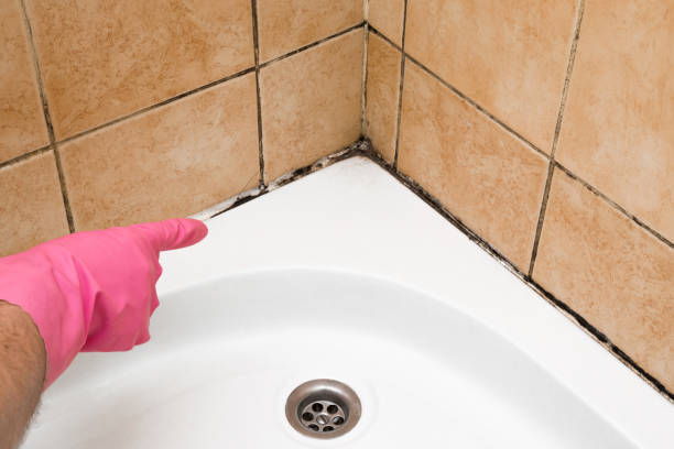 Best Black Mold Remediation in Shawnee Hills, OH