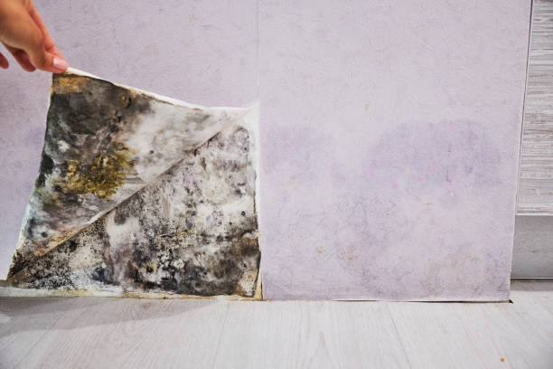 Best Residential Mold Remediation in Shawnee Hills, OH